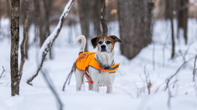 'Animals Will Die': Fairfield Native Justin Long and PETA Share Urgent Survival Tips During Severe Winter Weather