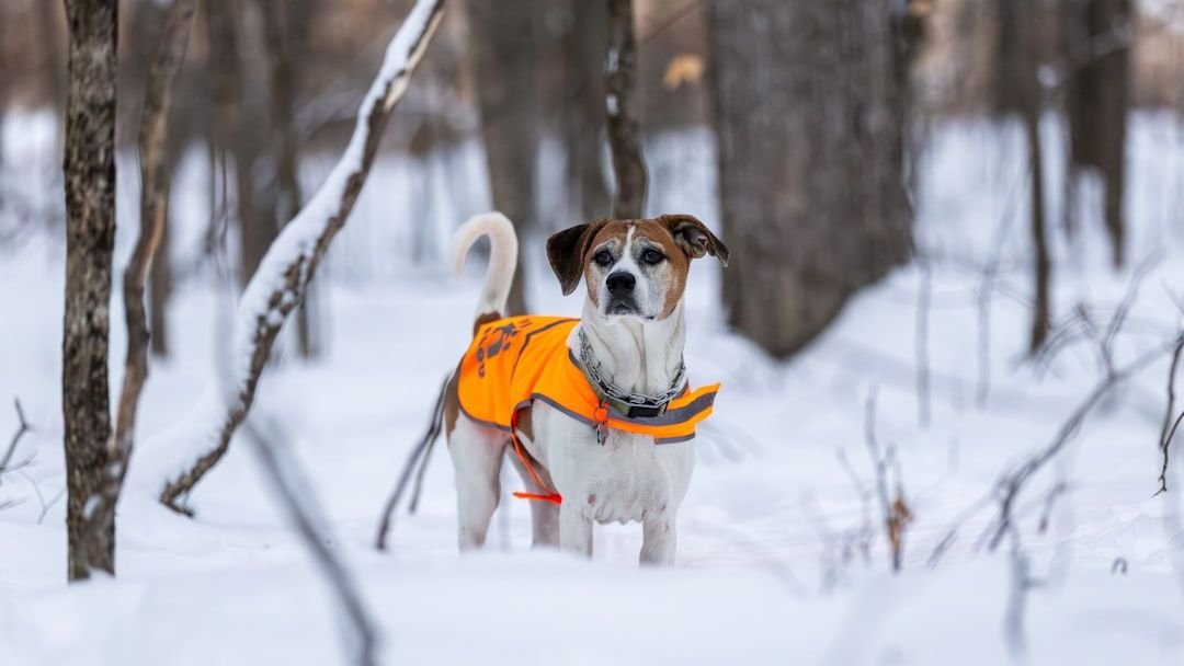 'Animals Will Die': Fairfield Native Justin Long and PETA Share Urgent Survival Tips During Severe Winter Weather