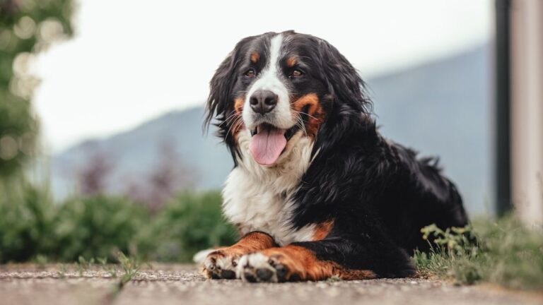 Not All Lap Dogs Are Small: 8 Large Breeds That Love to Snuggle Up
