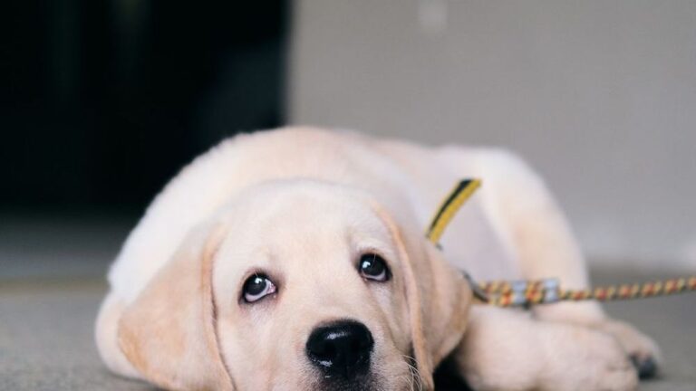 Understanding the Canine Mind: Why Some Dogs Prefer Solitude Over Constant Company