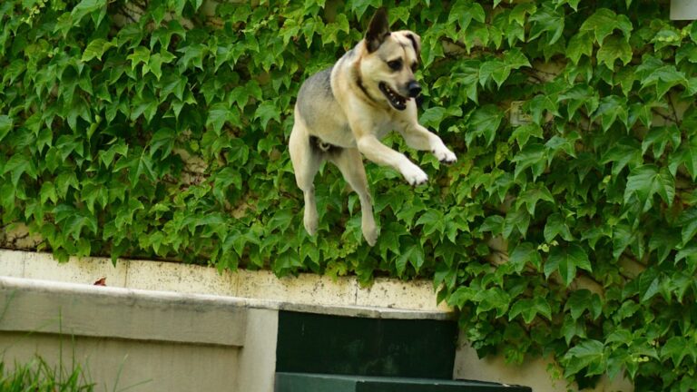 The 7 Most Common Reasons Your Dog Jumps on Guests (And How to Stop It)