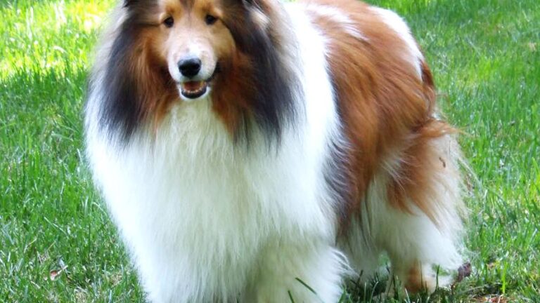 Virgo Dog Owners: Your Meticulous Nature Makes These 8 Breeds Thrive (And These 4 Will Test Your Patience)