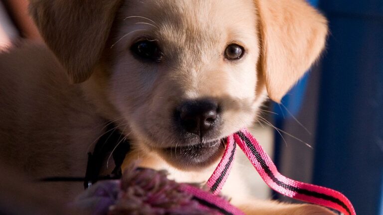 6 Common Reasons Why Dogs Chew Everything (And How to Redirect Them)