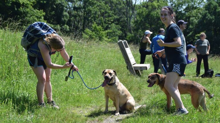 The Unspoken Rules of Canine Social Circles: What Your Dog Wishes You Knew About Park Etiquette
