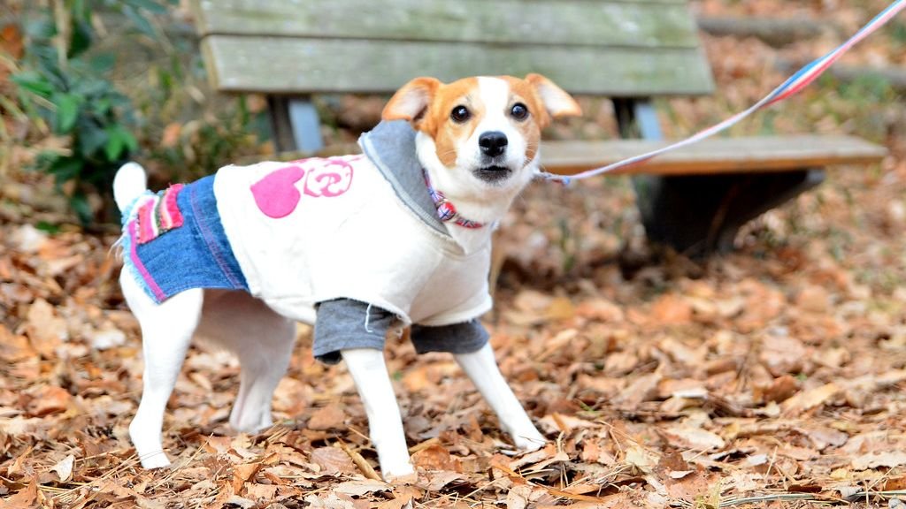 Aquarius Dog Owners: 8 Breeds That Embrace Your Unconventional Spirit (And 2 That Crave Conformity)