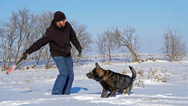 Capricorn Dog Owners: Why Your Practical Outlook Makes These Breeds the Perfect Canine Counterparts