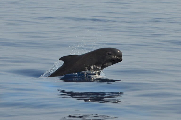 Lower levels of PFAS ‘forever chemicals’ in North Atlantic whales show regulations work: Study