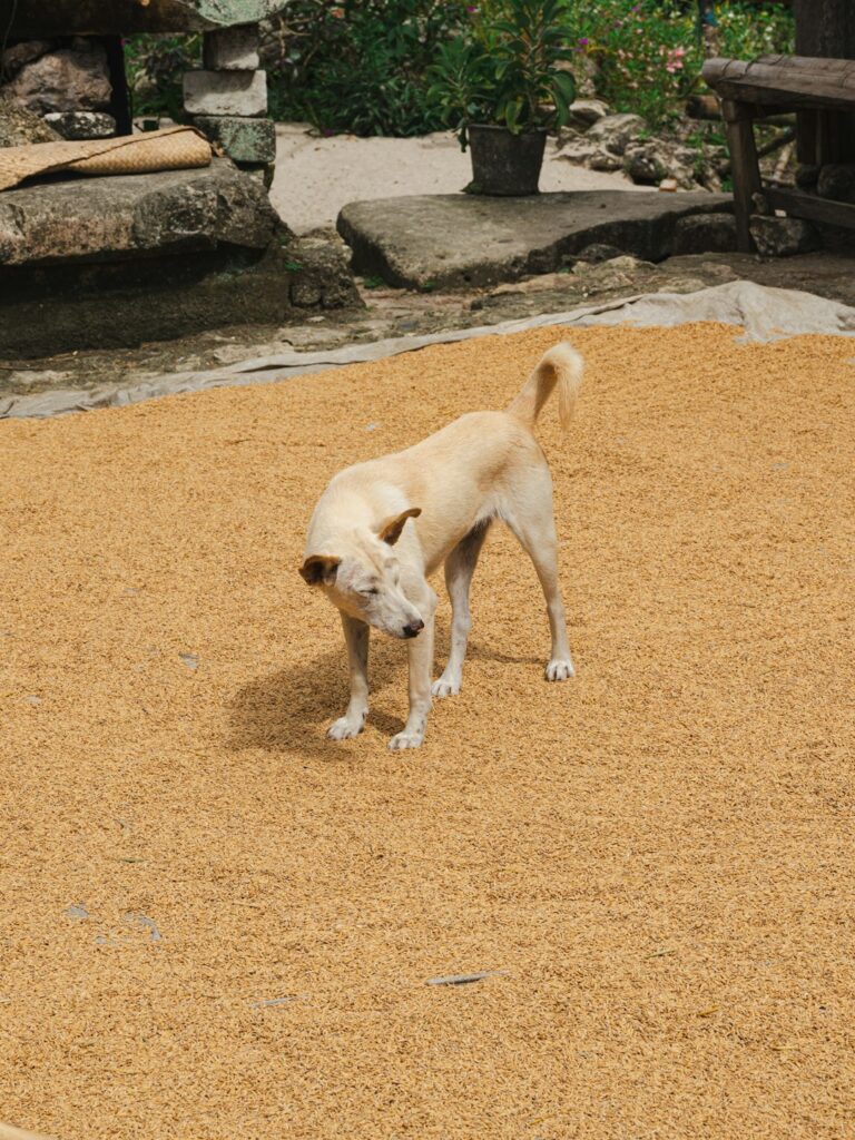 Minimalist Dog Lifestyle: Simplify Your Pup’s Daily Routine