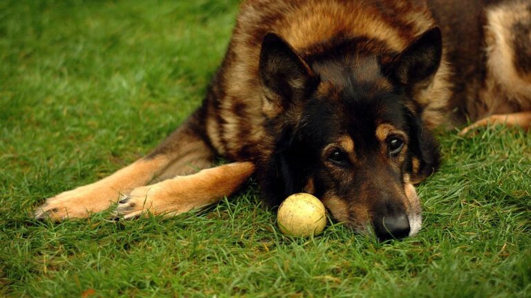 Gemini Dog Owners, Beware: These 5 Breeds Will Mirror Your Complexity (And These 5 Crave Simplicity)