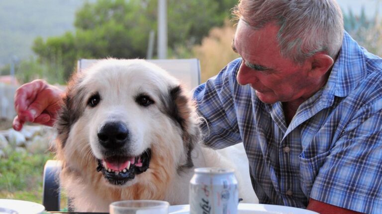 Pisces Dog Owners: These Breeds Will Mirror Your Empathy (And These Will Demand Your Boundaries)