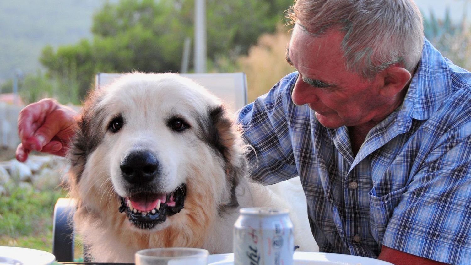 Pisces Dog Owners: These Breeds Will Mirror Your Empathy (And These Will Demand Your Boundaries)