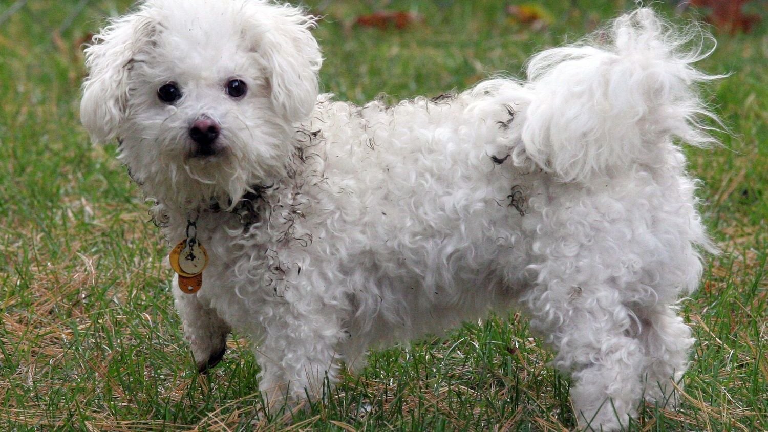 6 Common Household Scents That Secretly Stress Out Your Beloved Dog