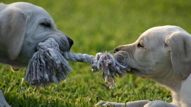 Your Dog's Favorite Toy Reveals More About Their Personality Than You Think