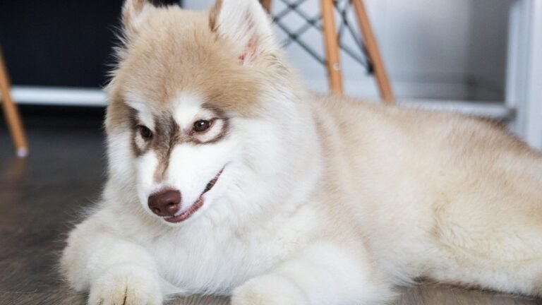 6 Dog Breeds That Are Great With Kids But Not So Much With Cats