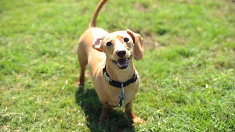 7 Common Mistakes That Make Your Dog Anxious And How To Avoid Them
