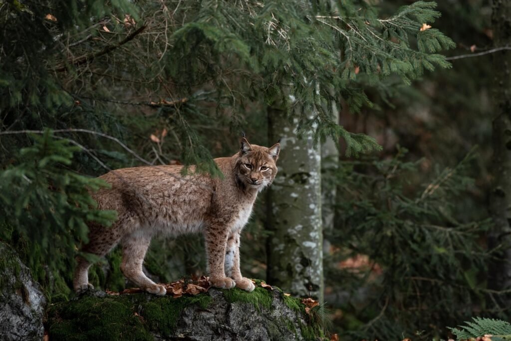 Can bobcats survive the bird flu?