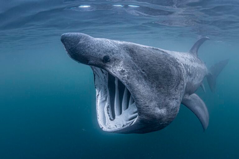 New global map shows where sharks and rays most need protection