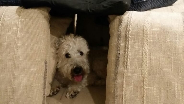 Could Your Dog Be Secretly Stressed Out By Loud Noises In Your Home?