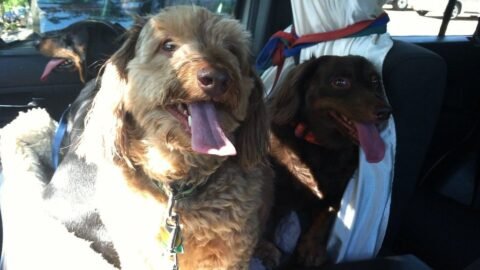 What If Your Dog's Favorite Treat Isn't Actually Good For Their Health?