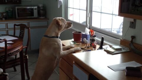 What Makes Certain Dog Breeds More Likely to Guard Resources Aggressively?