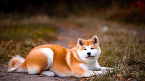 6 Dog Breeds Big And Small That Are Not Family Friendly