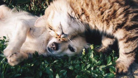 6 Common Reasons Why Some Dog Breeds Just Don't Get Along With Cats