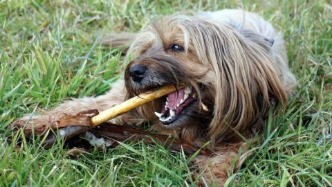 Don't Fall For These Gimmicks: Real Ways To Keep Your Dog's Teeth Clean