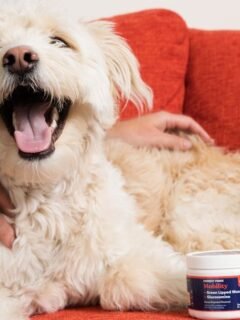 Your Dog Isn't Being Stubborn; They're Trying To Tell You Something Important