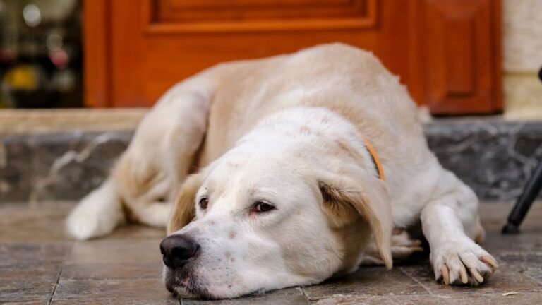 Forget Costly Dog Beds: Why Some Dogs Prefer The Floor (And It's Okay)