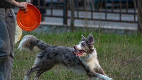 Certain Dog Breeds Require Far More Exercise Than Most Owners Realize