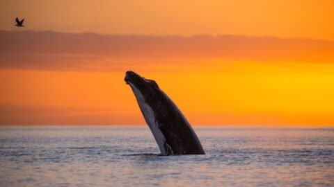 Global moratorium on whaling, a ‘defining moment,’ turns 40