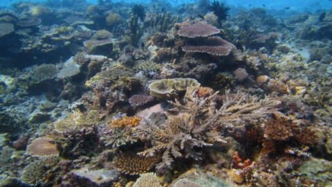 Malaysia lost 20% of its coral reefs in three years