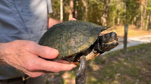 A last refuge for turtles on the brink