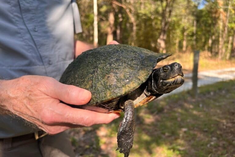 A last refuge for turtles on the brink
