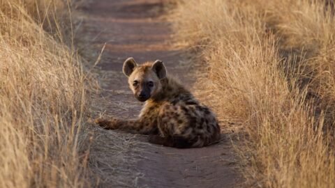 Living with Legends: Decoding Hyena Coexistence at Lake Eyasi
