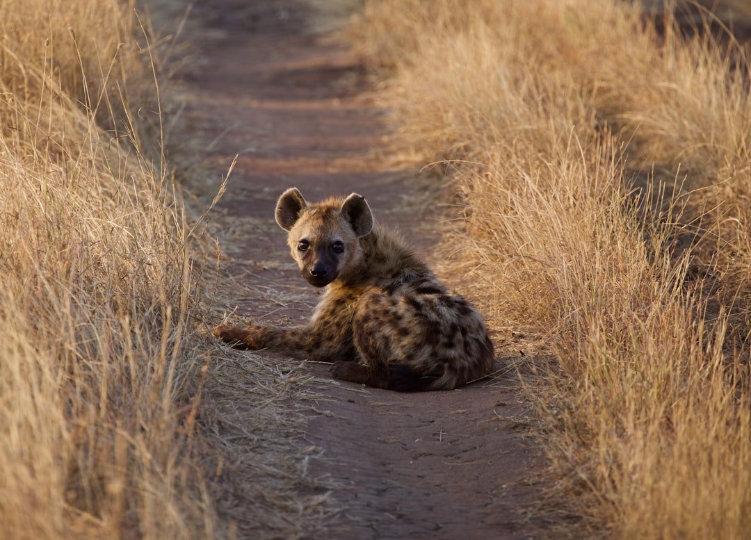 Living with Legends: Decoding Hyena Coexistence at Lake Eyasi