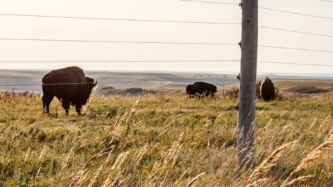 The Narwhal: Travelling the Buffalo road: Indigenous nations are “rematriating” bison to the prairies