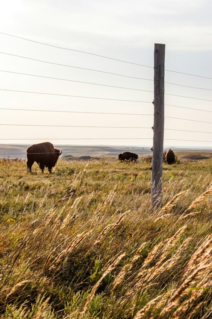 The Narwhal: Travelling the Buffalo road: Indigenous nations are &ldquo;rematriating&rdquo; bison to the prairies