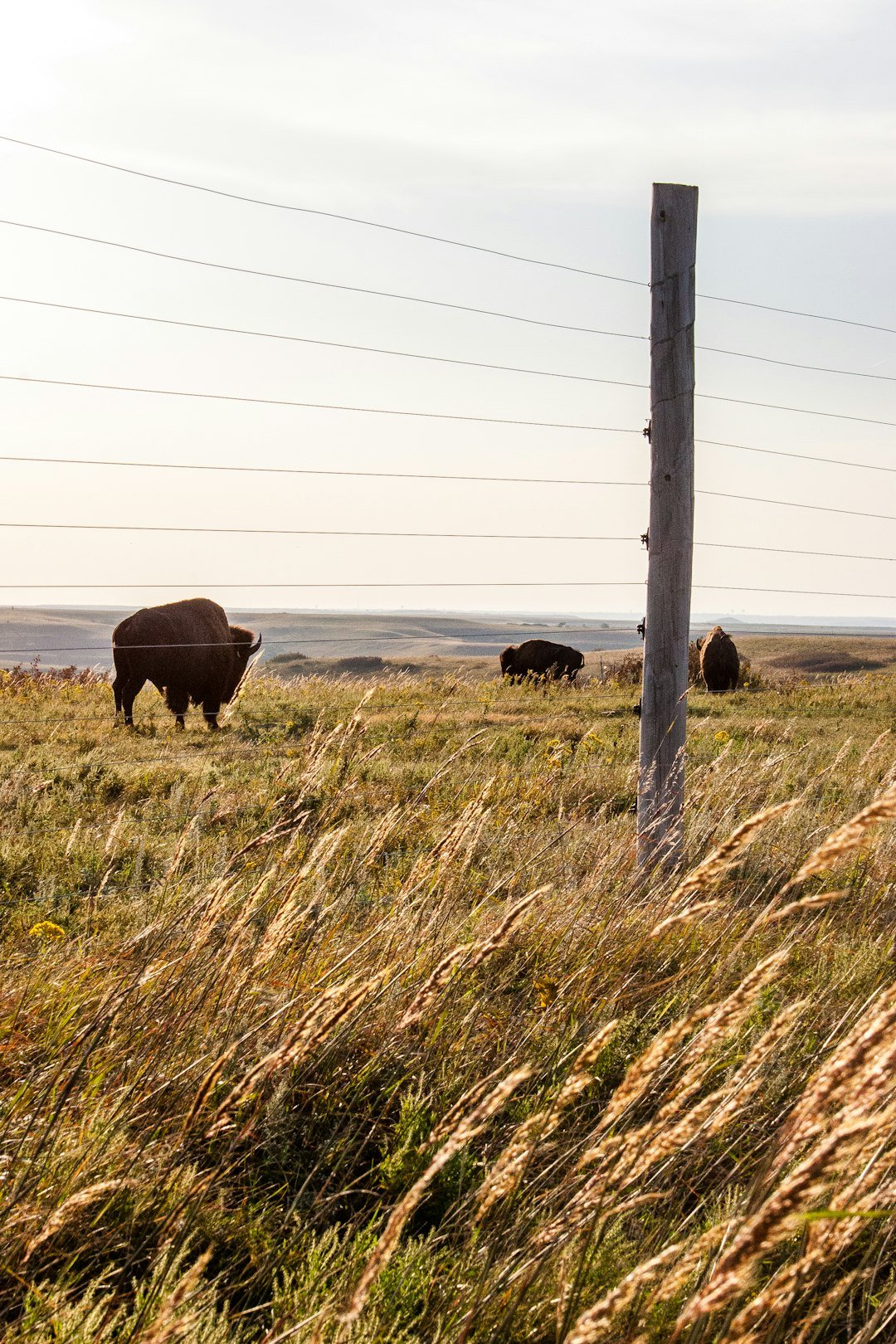 The Narwhal: Travelling the Buffalo road: Indigenous nations are “rematriating” bison to the prairies