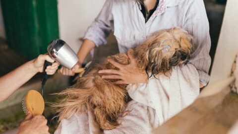 Preventive Health Checks Dogs: Staying Ahead of Hidden Ailments