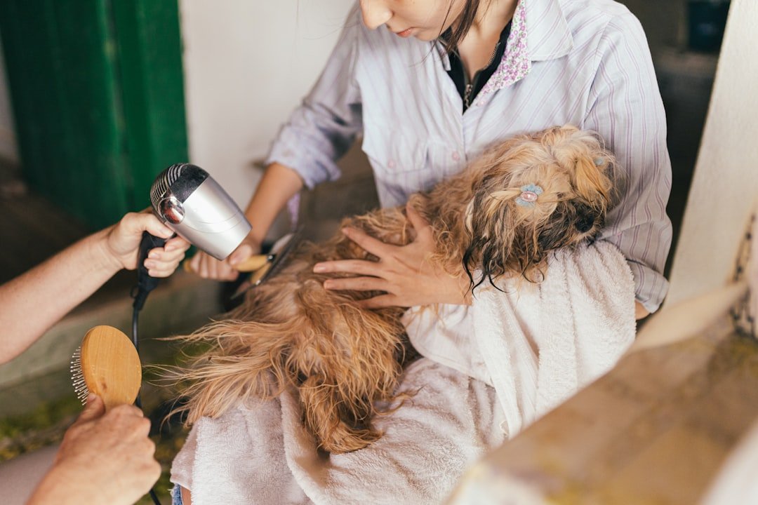 Preventive Health Checks Dogs: Staying Ahead of Hidden Ailments