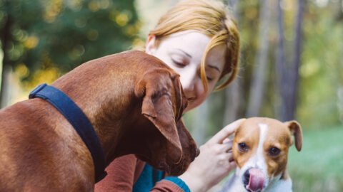 Do Dogs Get Jealous?