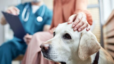 Veterinarian’s License Revoked After Deceased Puppies Found in Freezer