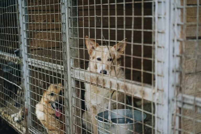 Over 50 Shelter Dogs Land in New Jersey to Find Their Forever Valentine
