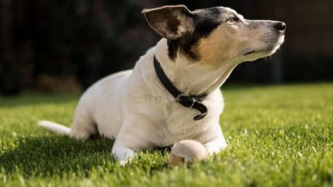Which Dog Breeds Are Most Likely to Challenge Your Authority Constantly?