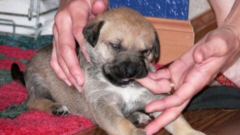 Is Your Dog's Nipping Behavior a Breed Tendency or a Training Issue?