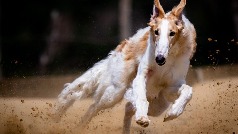 Stop Blaming Yourself: Your Dog's Breed Might Be the Real Culprit