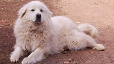 Don't Fall for the 'Gentle Giant' Myth: Some Breeds Are a Handful