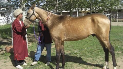 8 Horse Breeds That Hate the Cold (More Than You Do)