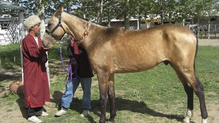 8 Horse Breeds That Hate the Cold (More Than You Do)